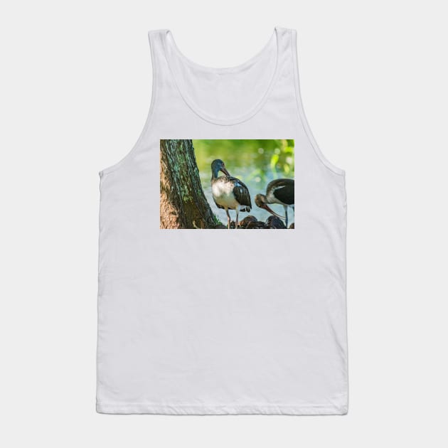 American white ibis of Gatorland Tank Top by KensLensDesigns